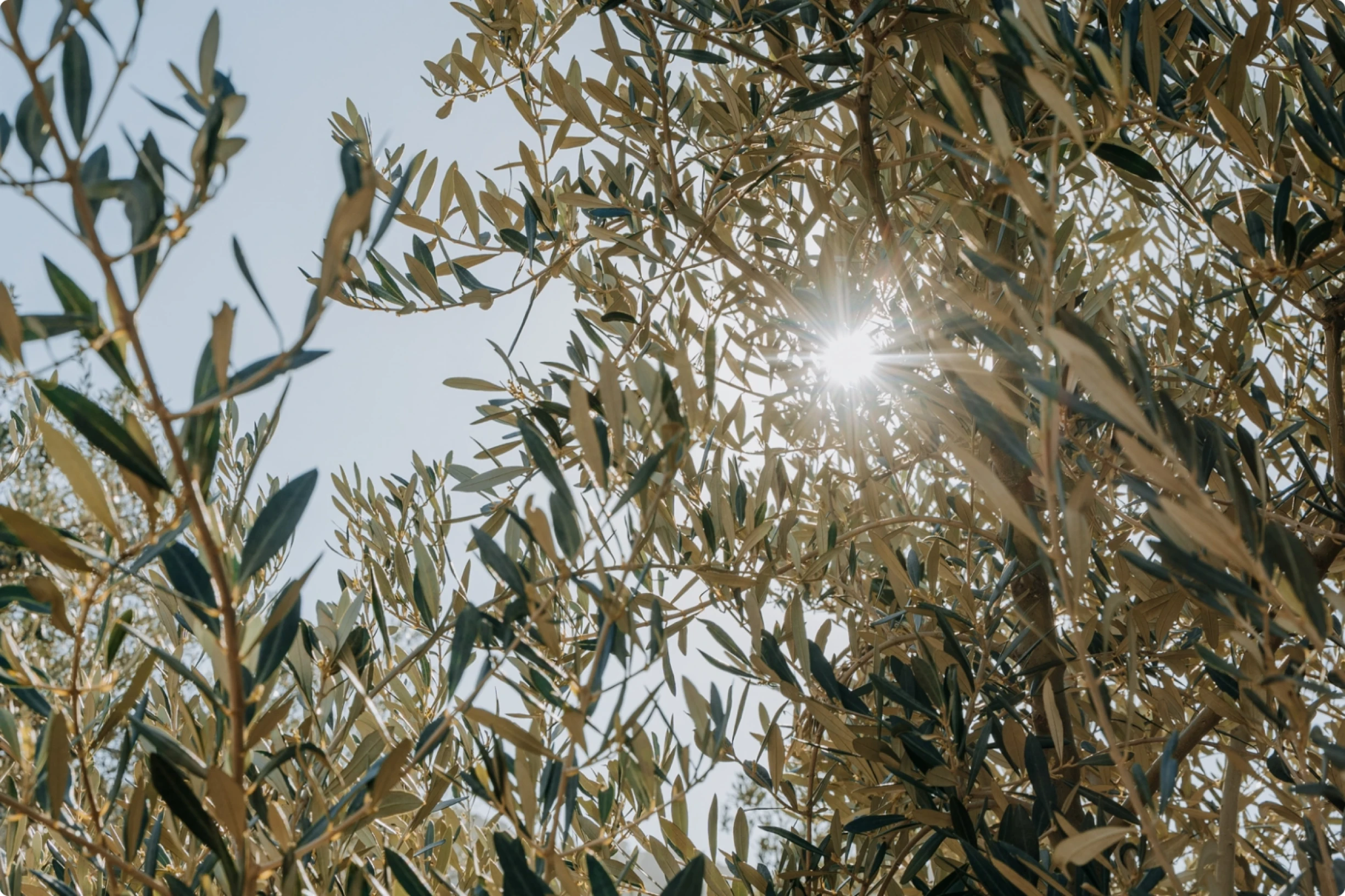 Close up image of an olive tree